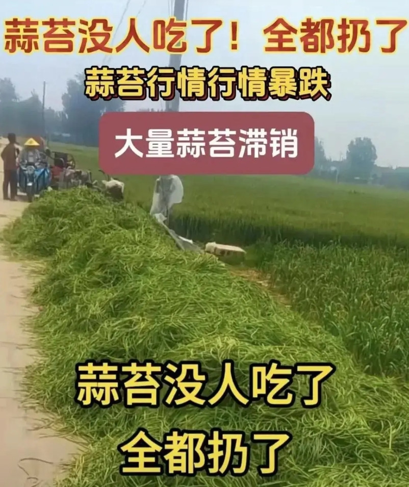 还记得去年年底的“药水蒜苔”事件吗？当时大伙儿都怕吃出问题，市场上蒜苔价格直