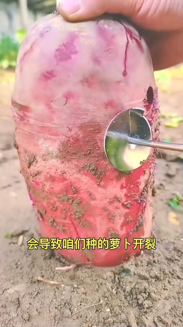 萝卜采收。霜降过后就要采收萝卜了，大家一定要注意即将收获的萝卜千万别浇水。萝卜