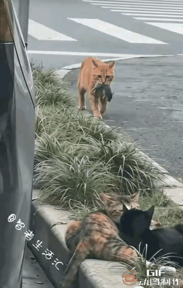 “感觉天都塌了！”看完这只橘猫的画面，莫名跟着心里发酸，小动物的情绪居然能直白