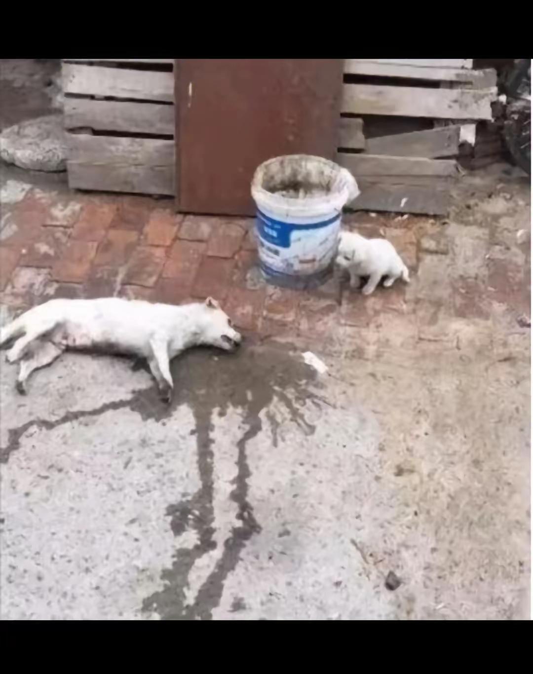 一对流浪狗母子在路边找吃的。被人无情的殴打。小奶狗，眼睁睁的看着母亲死去，但是他