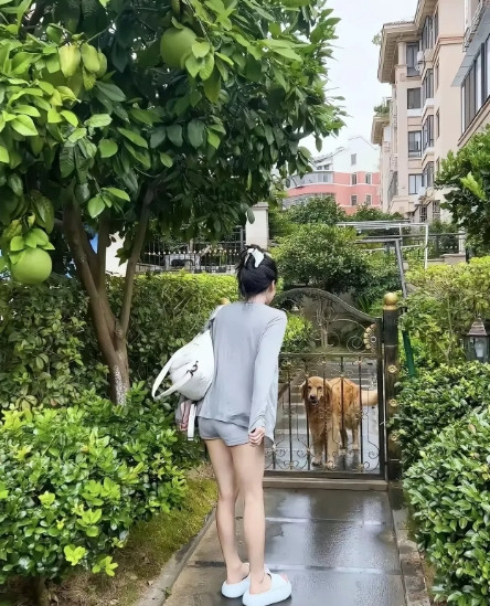 金毛估计头都大了，这偷果贼抓还是不抓好。[捂脸哭][捂脸哭][捂脸哭]