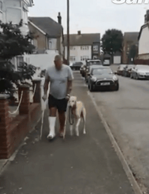 主人骨折，狗狗竟学他跛脚走路，兽医：它其实不是在笑话你～“狗狗是在模仿你没错，但