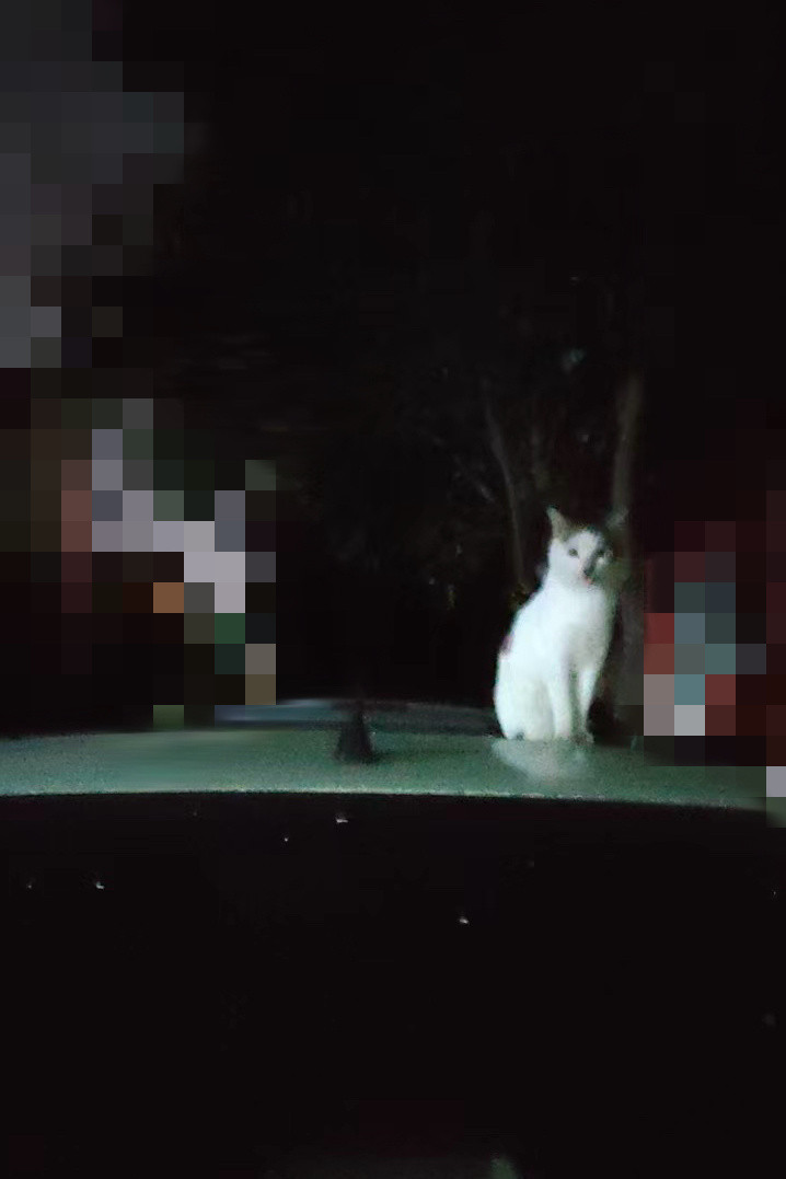 很有镜头感的流浪猫​​​