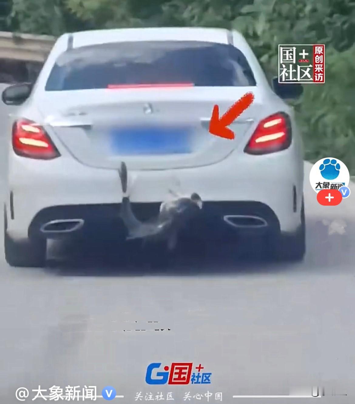 太逗了，鱼丢了……近日，重庆一位大哥野外钓上来一条足足12斤的大鱼。好不容易钓