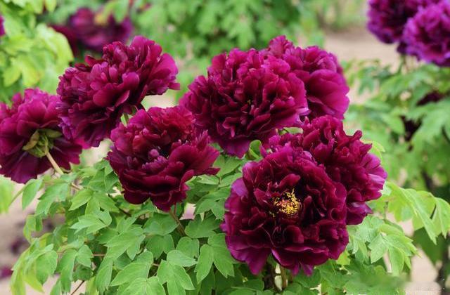 五一环游记交换城市春光漫步菏泽牡丹园，春风裹着花香扑面而来，满园姹紫嫣红开得热热