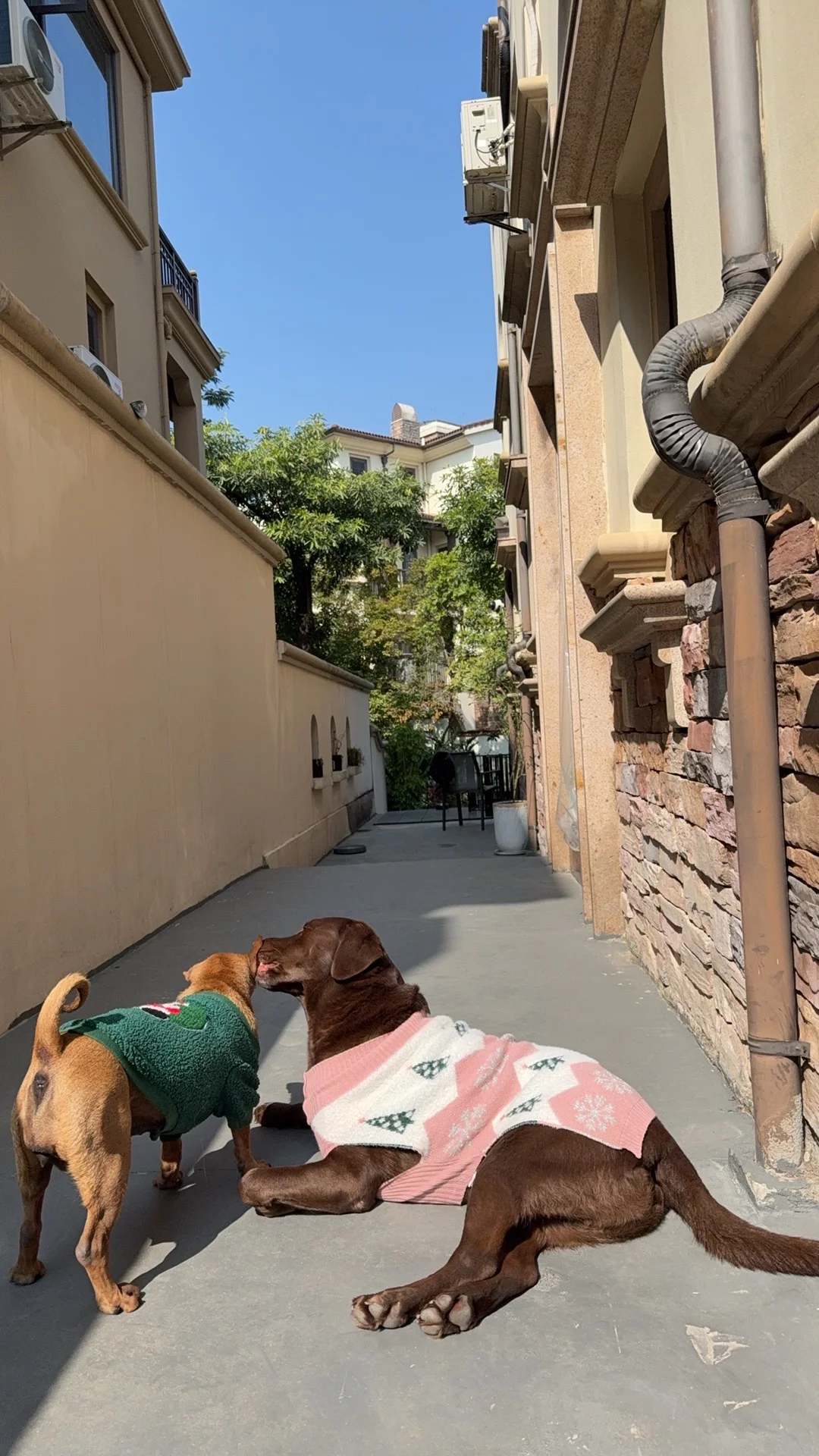 真的不是和谁过的日子都一样（领养后的生活）