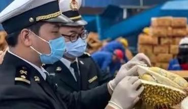 赚中国人钱还毒害中国人？谁能料到，泰国榴莲这事越挖越吓人，这泰国榴莲里竟藏着