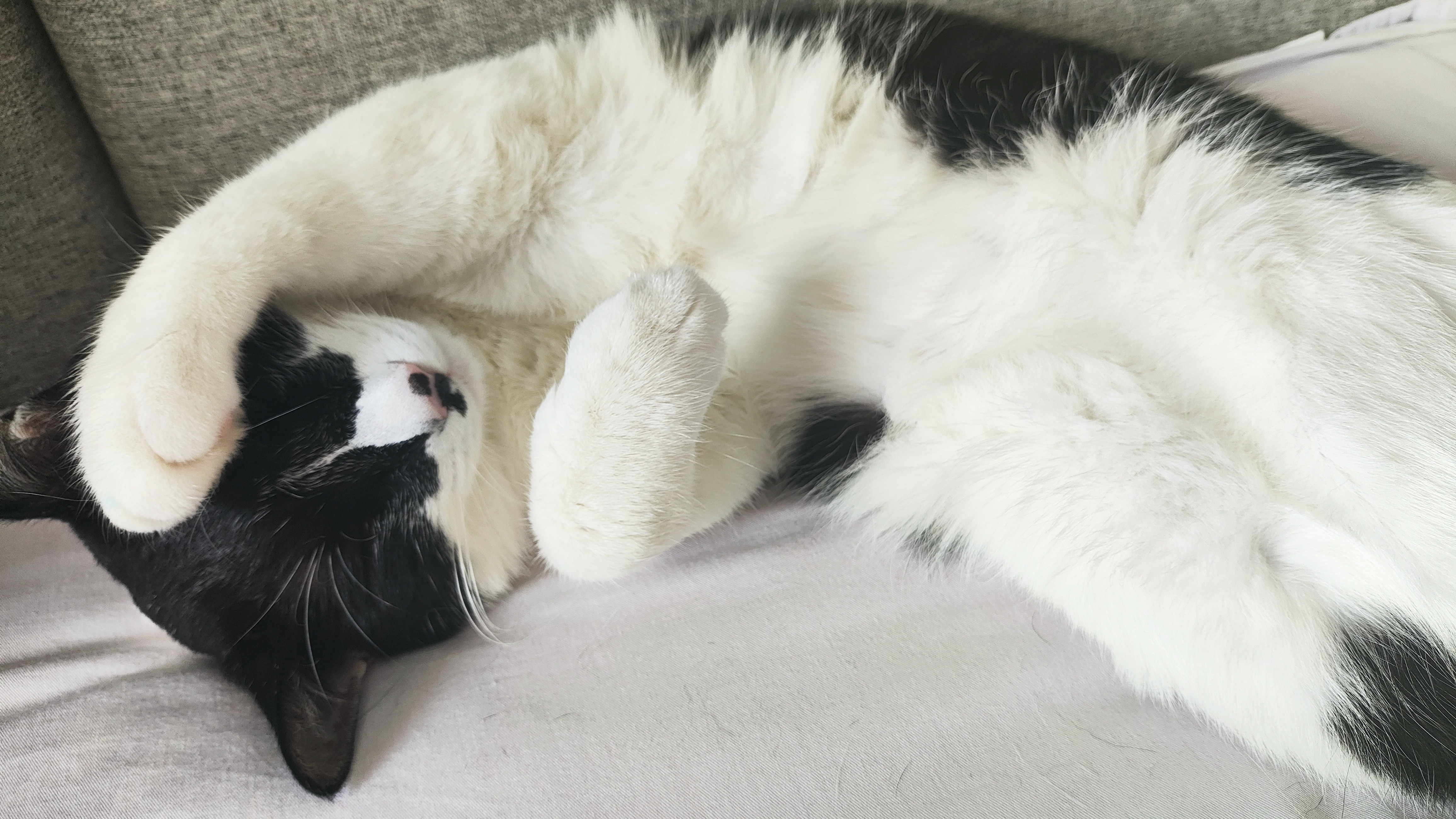 ❤️懒懒的一天本来打算带猫咪去打疫苗，就是早上起来，完全不想动，然后只能搁浅到明