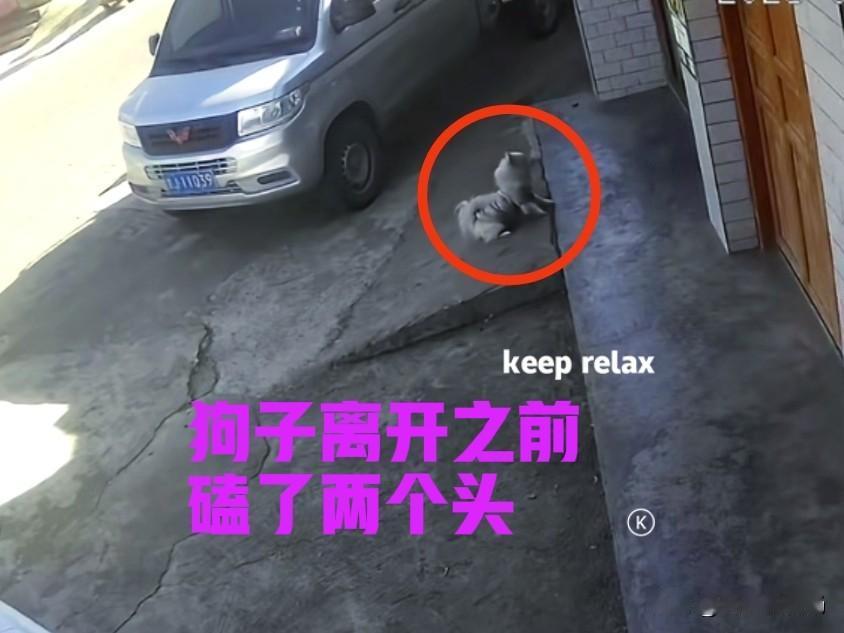 养了七年的狗子，出门不到五分钟，就发生了车祸去了汪星。主人查看监控后才发现，狗子