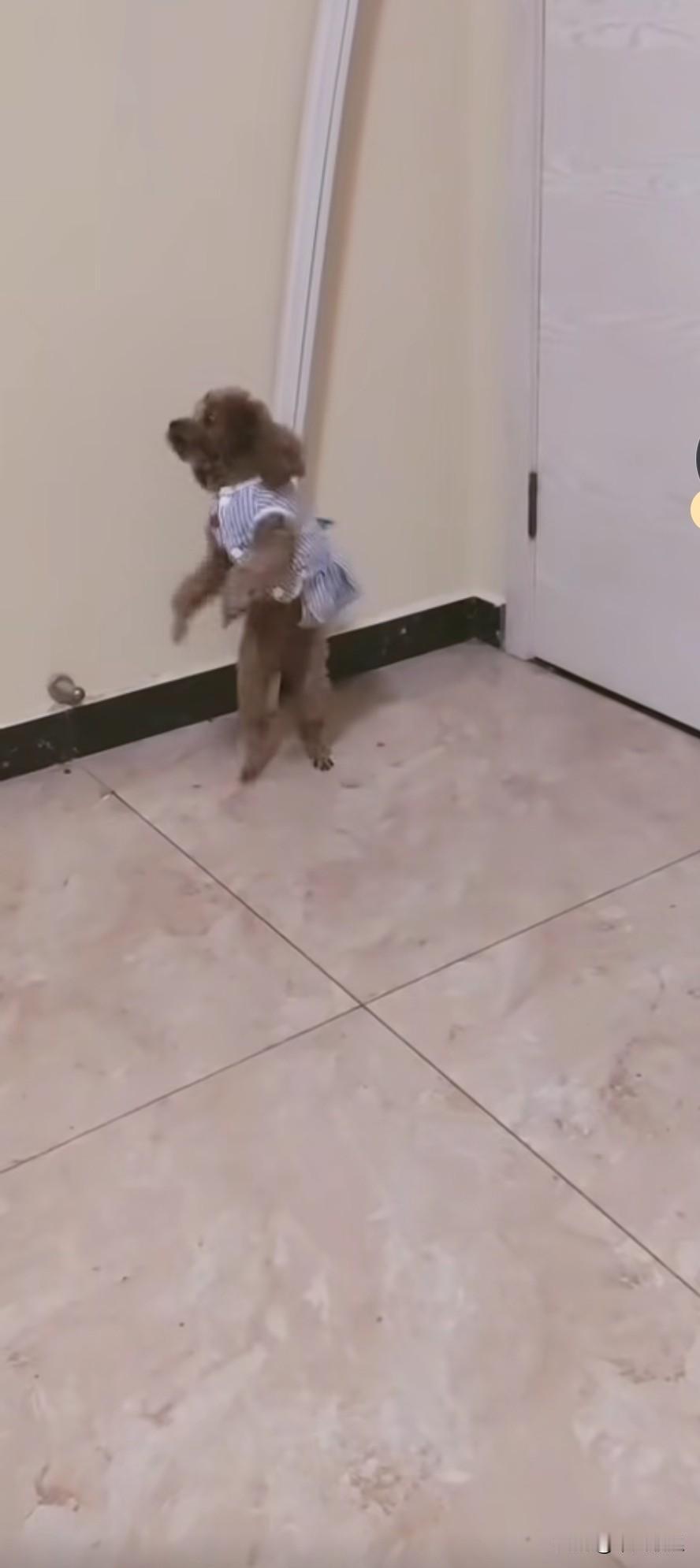 有只小泰迪成天就知道嚎叫，吃喝都给足了，也没生病，我一直像对待宝贝一样伺候着它。