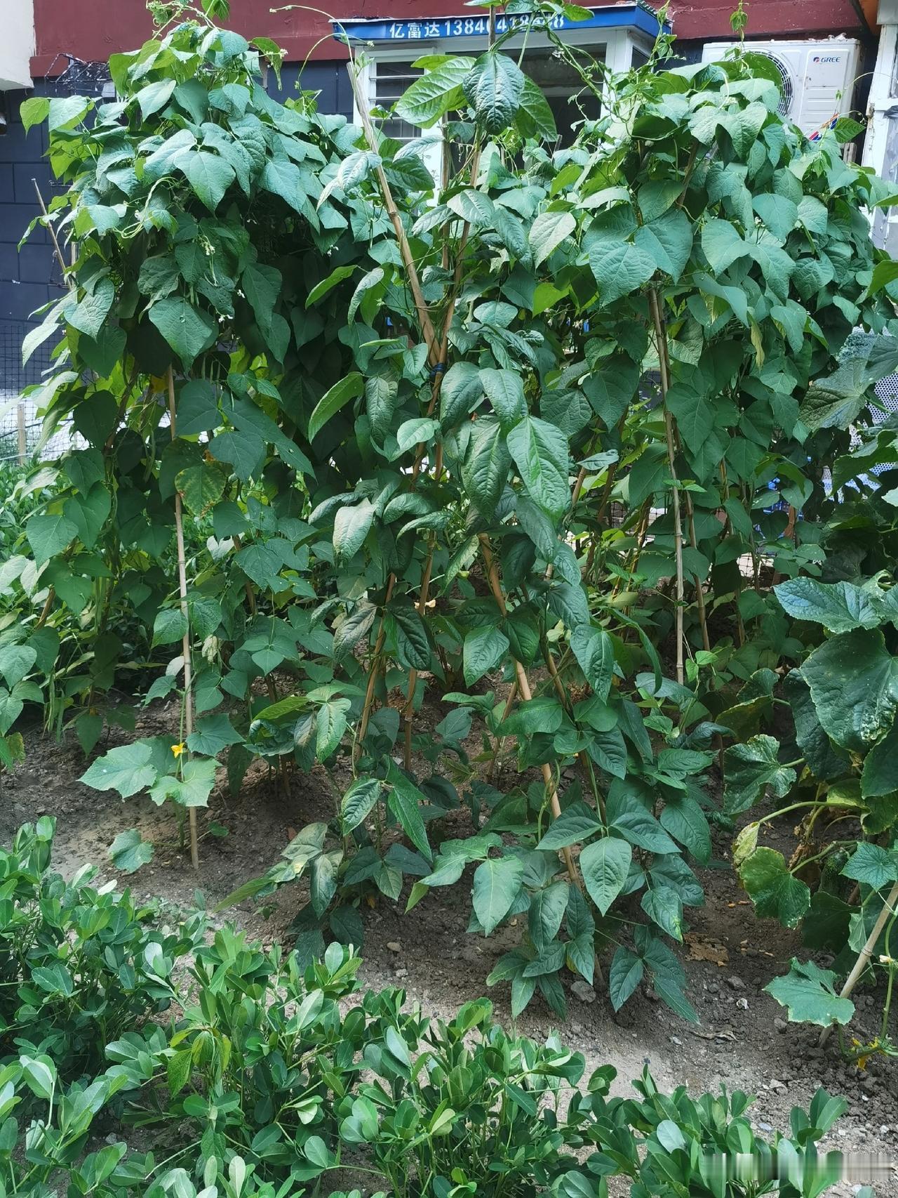 种豆角的痛点，是不是全中？9成种菜人忙活大半年，到头来白忙活一场！徒长空秧
