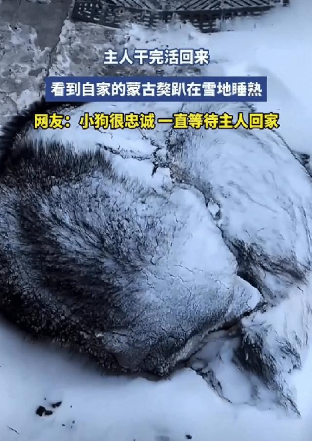 太有灵性了！内蒙古一女子干完活回家，发现门口有个黑点，她立马警觉起来，起初以为是