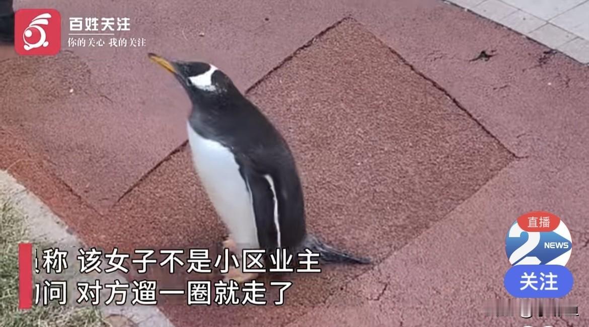 太逗了，只见过遛狗的，遛猫的都少见，哈尔滨一小区有个女子居然遛企鹅，企鹅走路八字