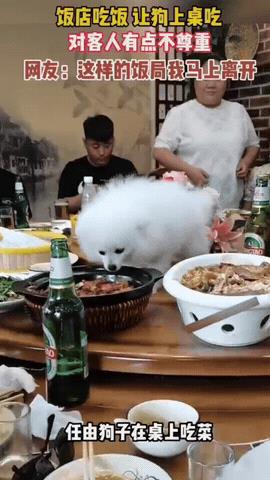 狗吃过的饭菜，人还怎么吃？一人请客，在饭店点了一大桌子菜，人还没有开吃，一只白