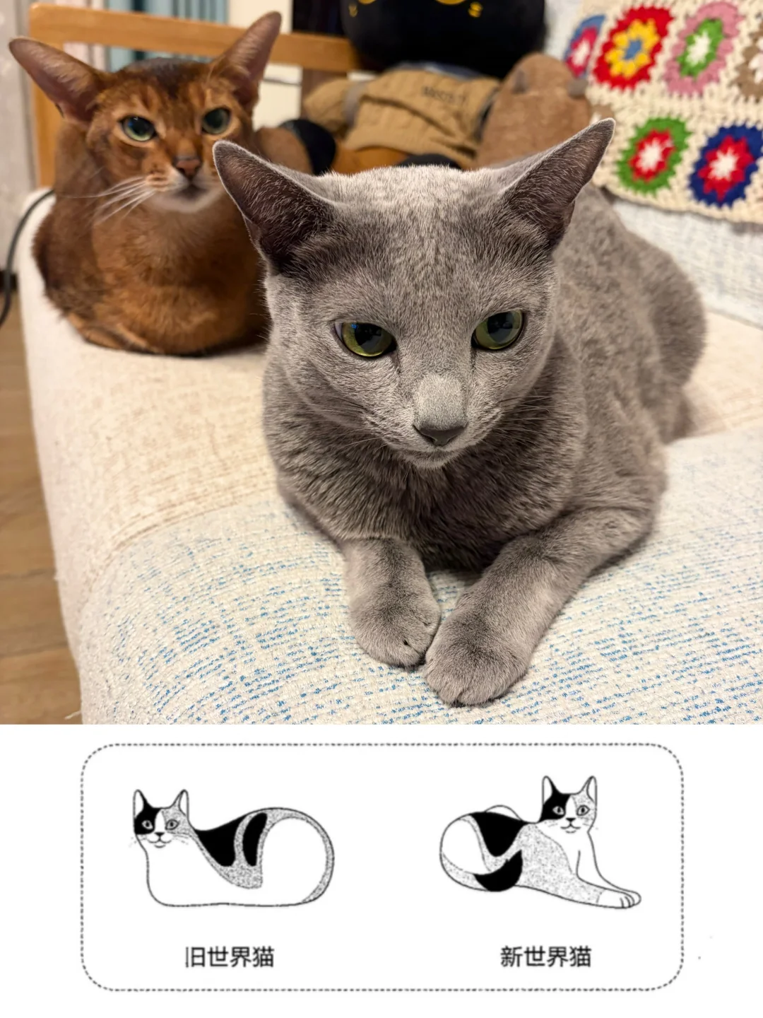 是新世界猫和旧世界猫吗
