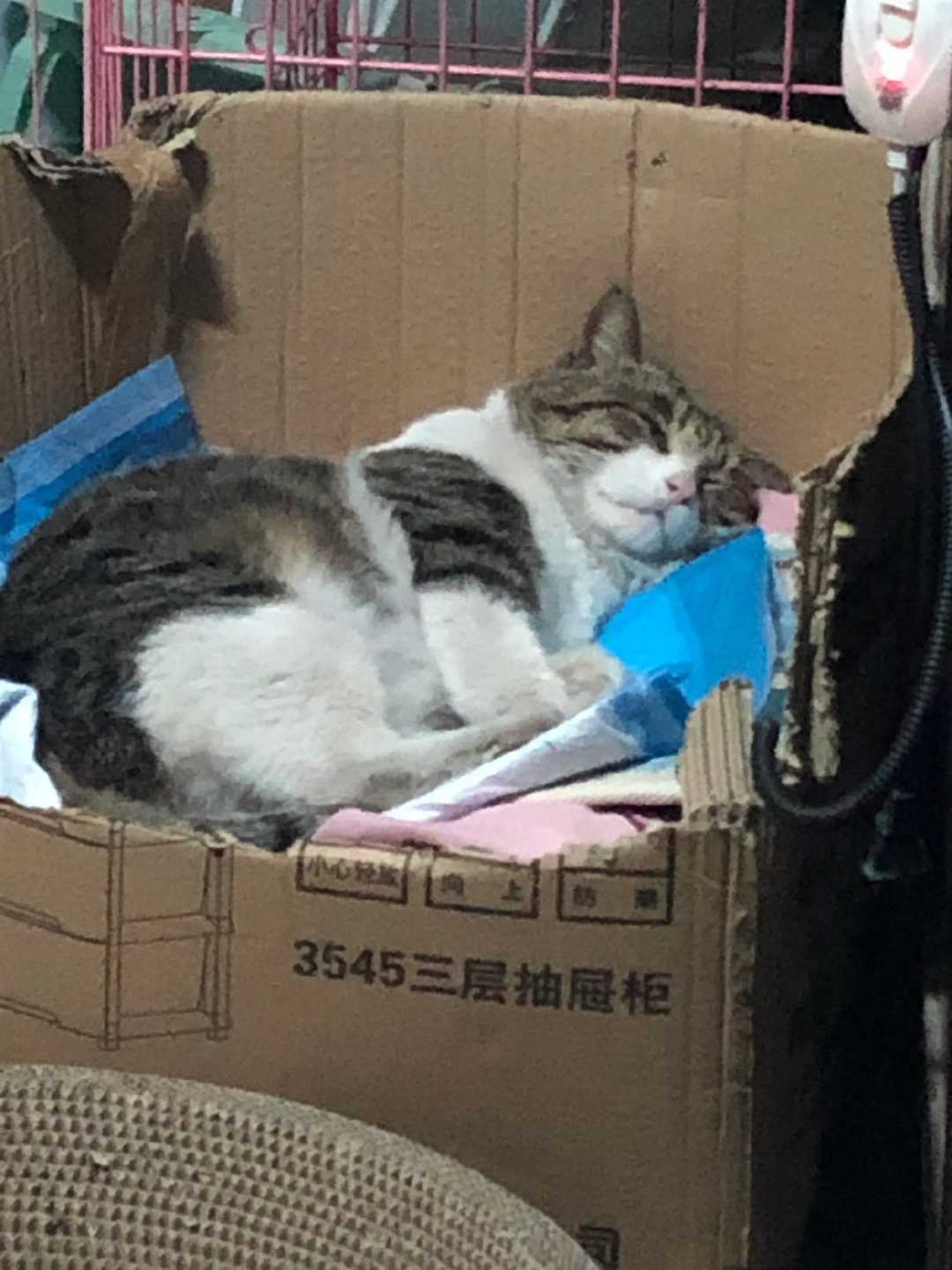 网友分享：这是基本上每天都要到我家吃喝睡觉的流浪猫，我取名小胖，我家住在老旧小区