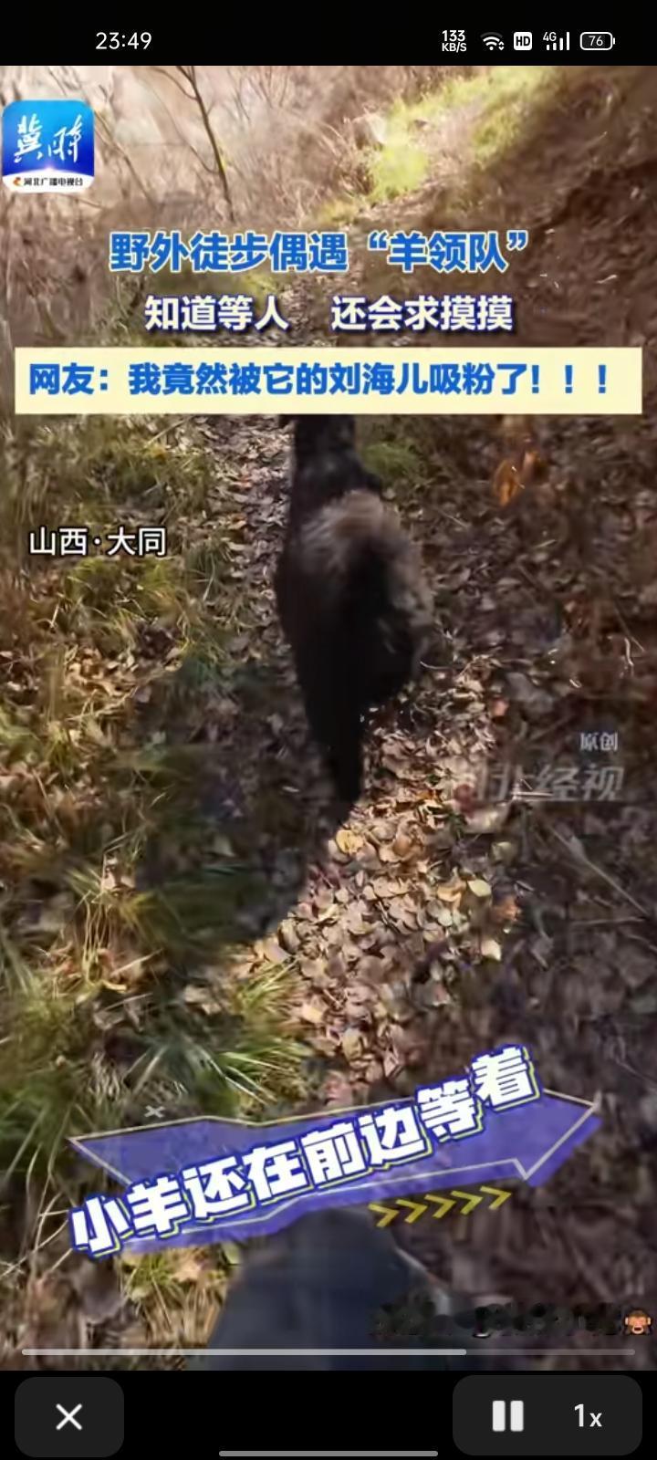 10月28日，山西大同。野外徒步遇到一只小黑羊，知道等人，还会求摸摸。柴先生