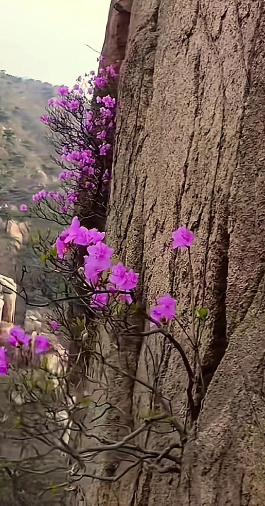 悬崖上的花，绝处逢生，美不胜收！🌸🏔️绽放的画卷赏花看景🌸美景树花开