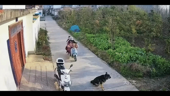 看完这个视频，你知道狗为什么总是追车咬人了吗？