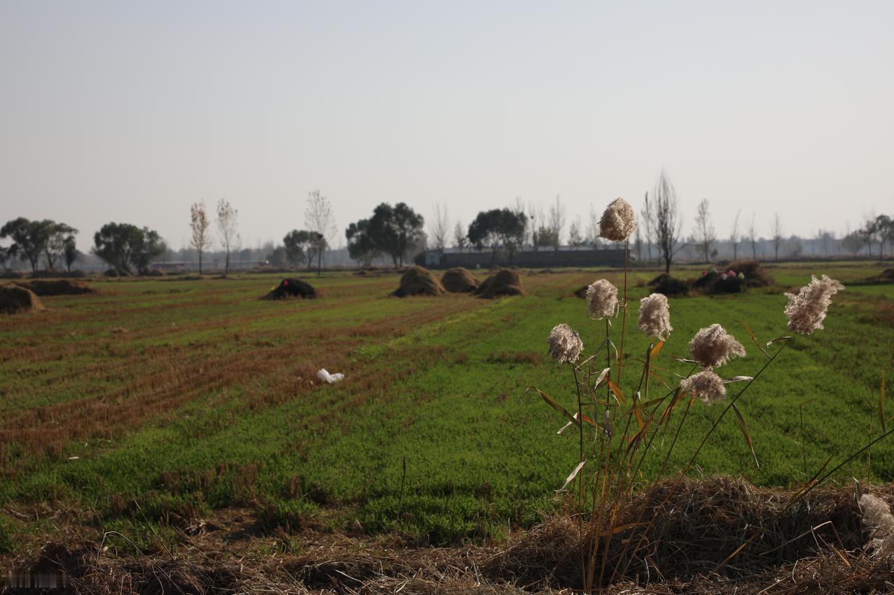 民间常说“坟头生六草，子孙福运绕”，这六种被视为吉兆的草究竟是哪些？且听老辈人细