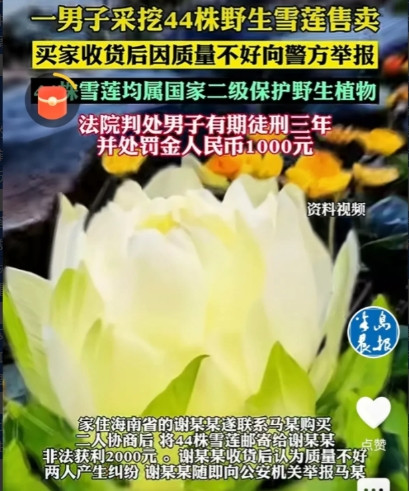 长记性了！”新疆，一男子上山采蘑菇，意外发现一片野生雪莲，他一口气把44株全给挖