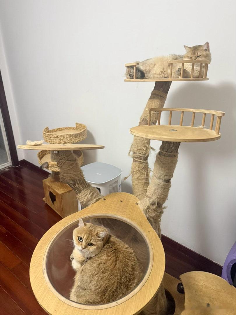 小黄桃喜欢睡透明仓萌宠猫咪
