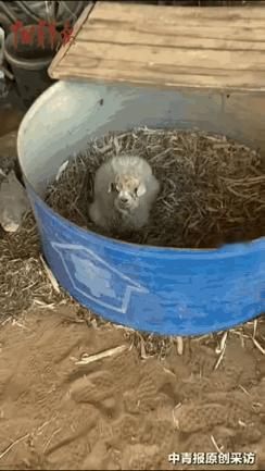 “科学都解释不清了！”宁夏石嘴山，一男子家里生了一窝小羊，结果有一只特别“与众不