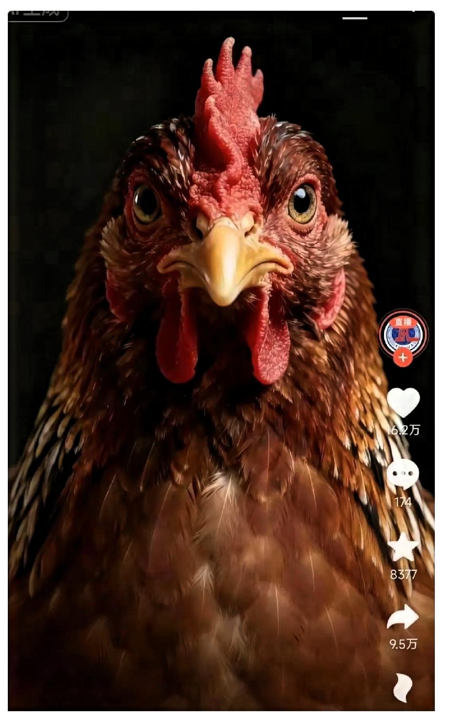 真是搞不懂！新华社突然发了一只大鸡的图片。配文是：别睡了，该起床了。你听…就短