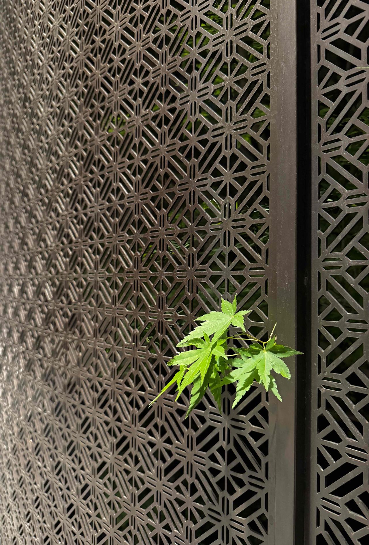 分享一张你最近随拍的照片昨天去女儿家小区，进门处那面深色金属雕花护墙上，竟有一簇