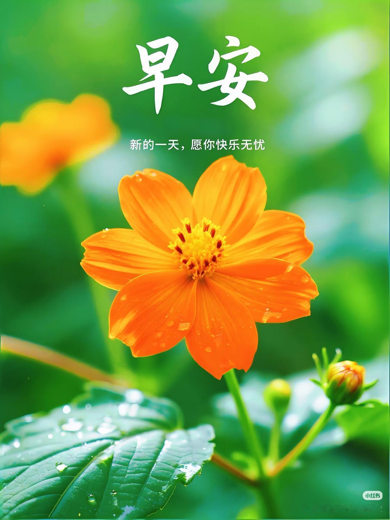 早上好，今天是8月30日星期日。今天是女排亚锦赛最后一天。根据赛程，今天下午1