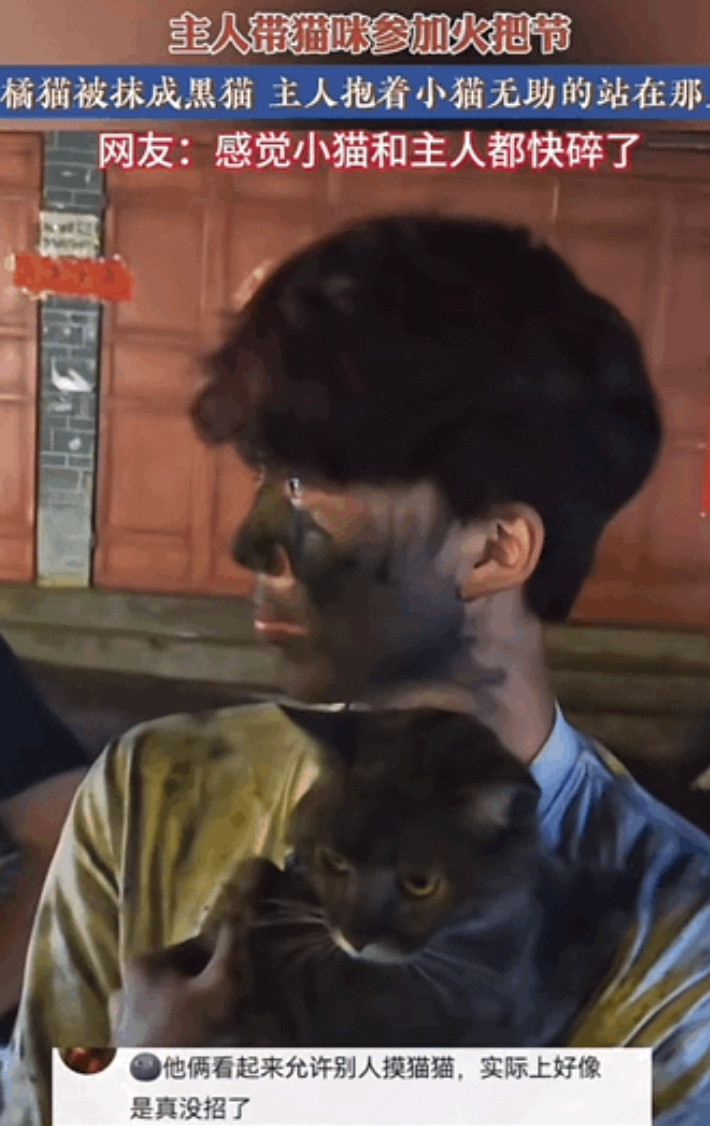 “笑不活了！”云南，一男子带着自家可爱的橘猫去凑火把节的热闹，结果，好好的一只橘