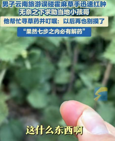 “七步之内必有解药！”云南丽江，一男子旅游途中不小心触摸到了当地有名的霍麻草！手