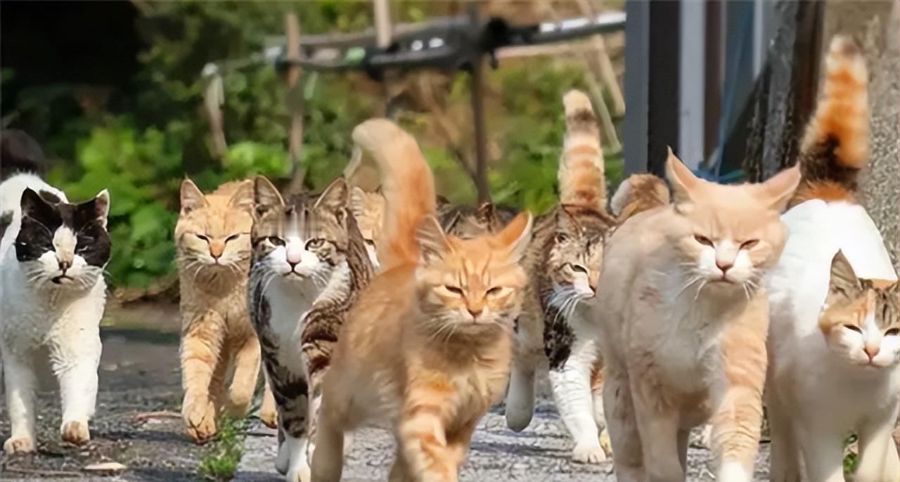 2007年，辽宁一家粮仓鼠患横行，粮食被吃了上百吨，就在大家全都束手无策时，有个