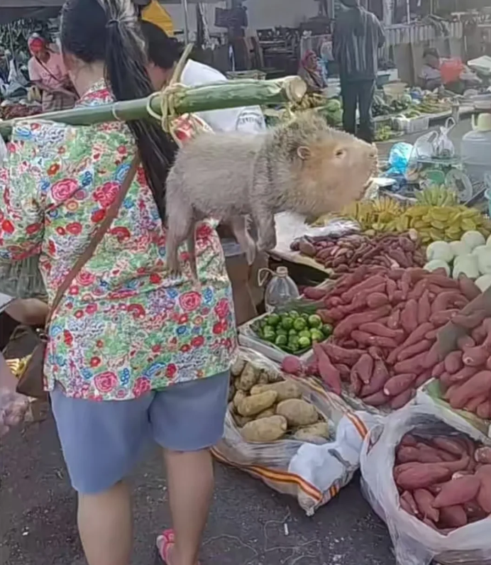 鼠老板这下老实了，看你还怎么啃竹子。