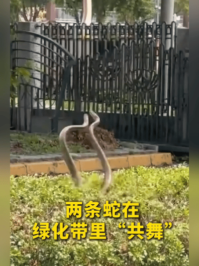 好家伙！广东街头绿化带里，两条蛇缠成一团“跳探戈”，路过的人吓得手机都差点掉地上