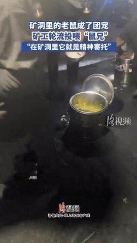 给老鼠办个安全证吧！贵州铜仁，矿工们在井里发现一只老鼠，可他们不仅没把老鼠赶走，