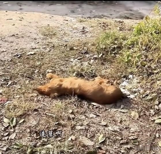 泪目了！这天一位小哥哥起床出门干活，结果一开门就看到他家路边的草地里躺着一只受伤