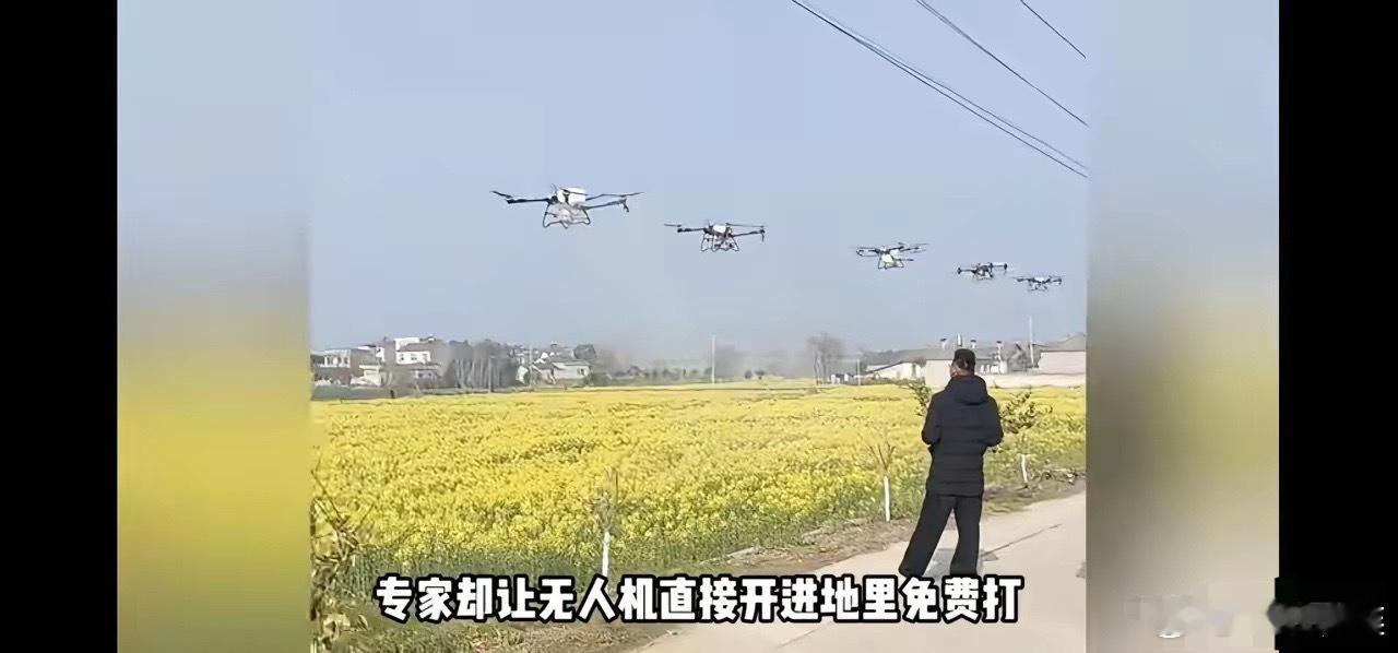 油菜花要不要打药，种油菜的说了不算，专家说了算？我种的油菜，我不想打药，专家说要