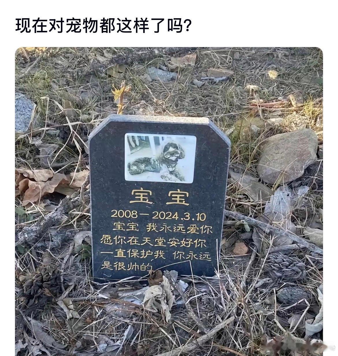 现在对宠物都需要这样了吗？