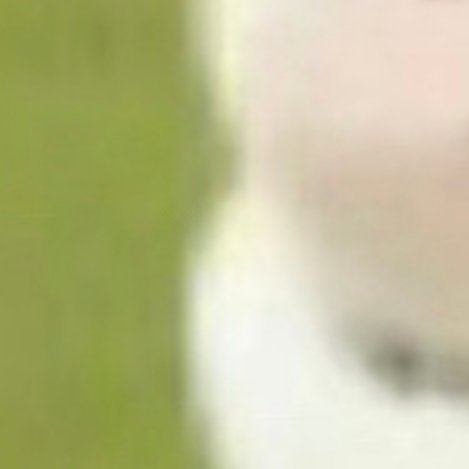 0000种植猕猴桃的步骤主要包括以下几个方面：1.园地选择猕猴桃根系肉质化，特