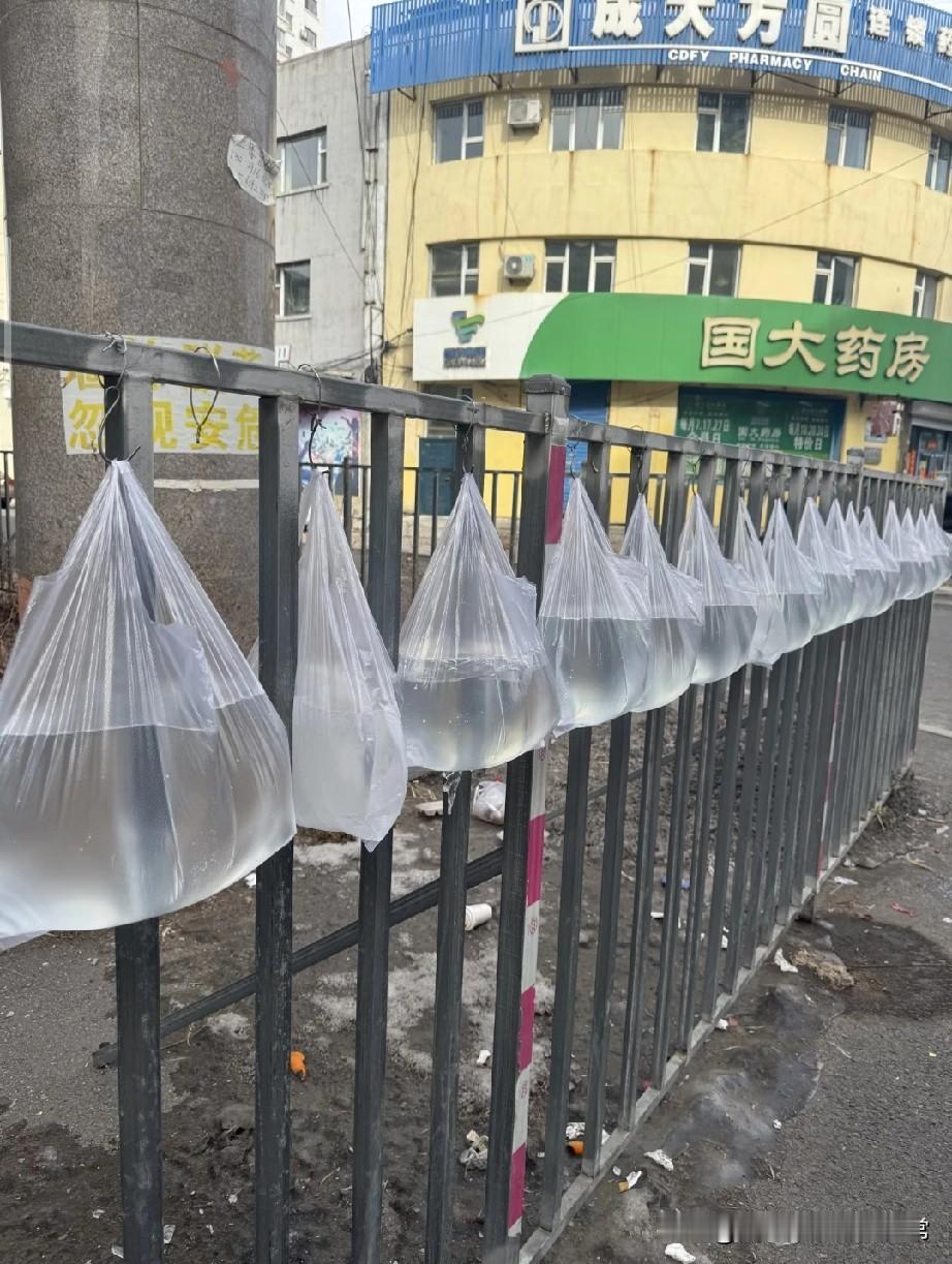 吉林为什么要冻塑料袋呢南方人看懵了：这是在冻鱼还是冻蛤蟆？今天在吉林街
