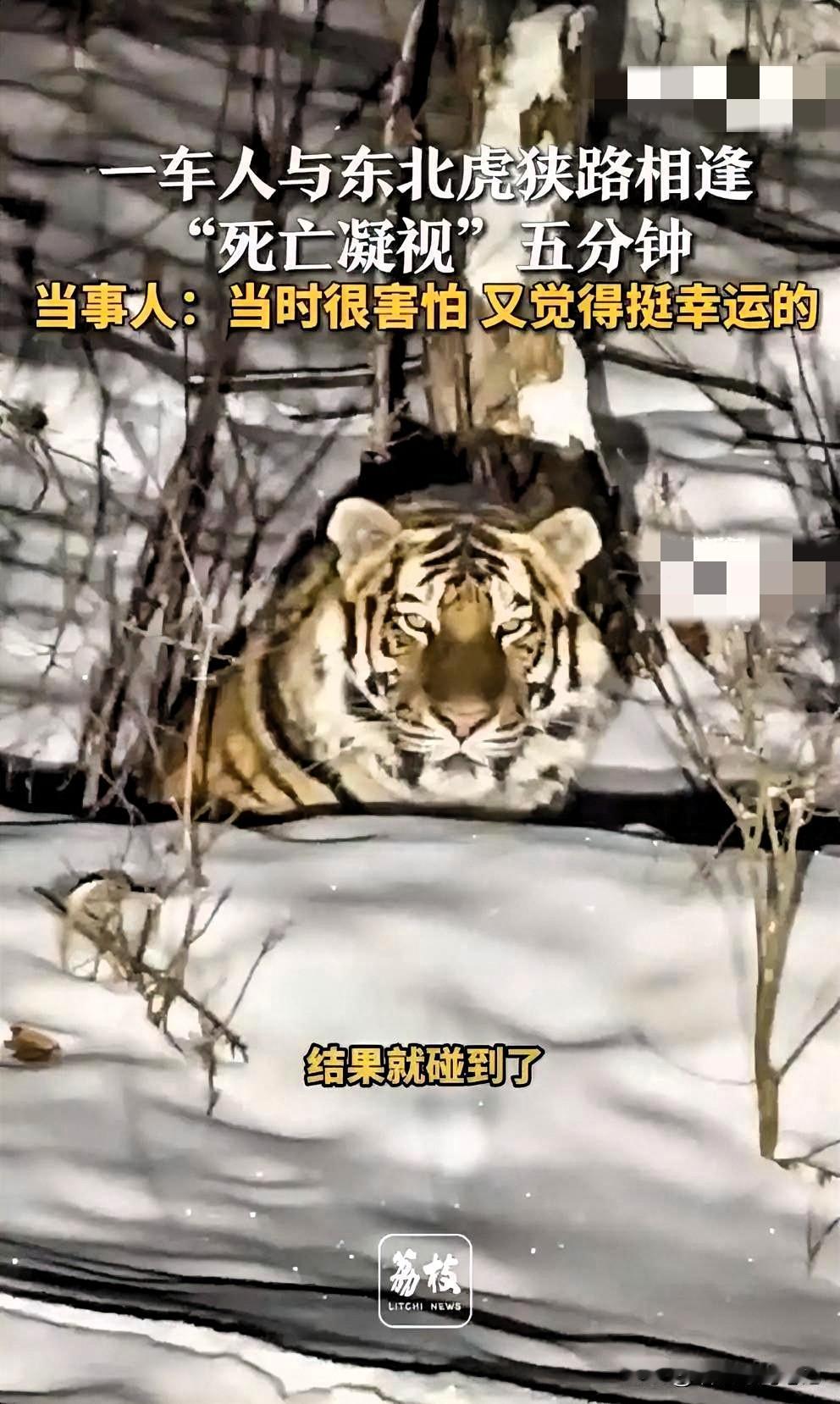 感受“死亡凝视”雪夜遇虎，对视5秒，她差点被吓成冰雕！11月30号晚上，吉林汪清