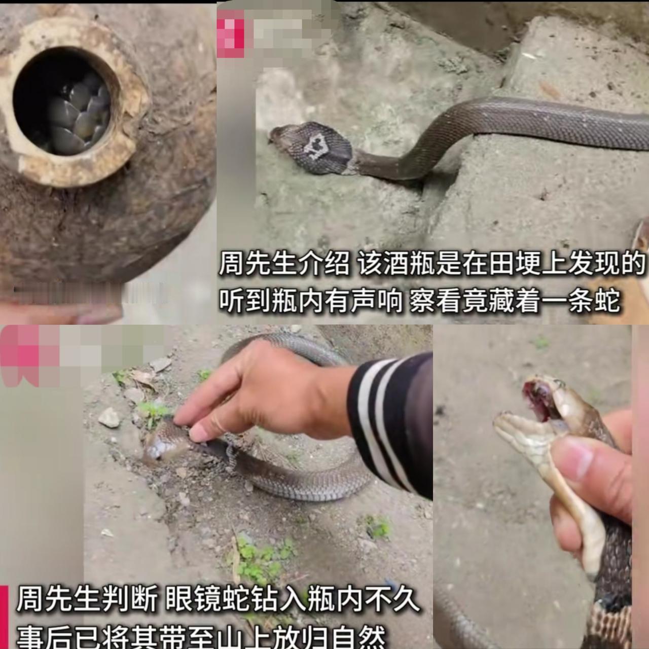 田埂踢到个酒瓶！里面竟藏着一条蛇，网友：永州果然出“异蛇”湖南永州周先生在田埂