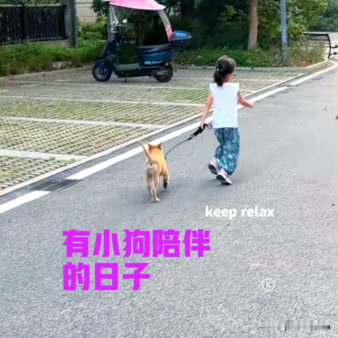 朋友花了一千块钱，在网上买了一只中华田园犬，作为女儿的生日礼物。小狗的到来，给家