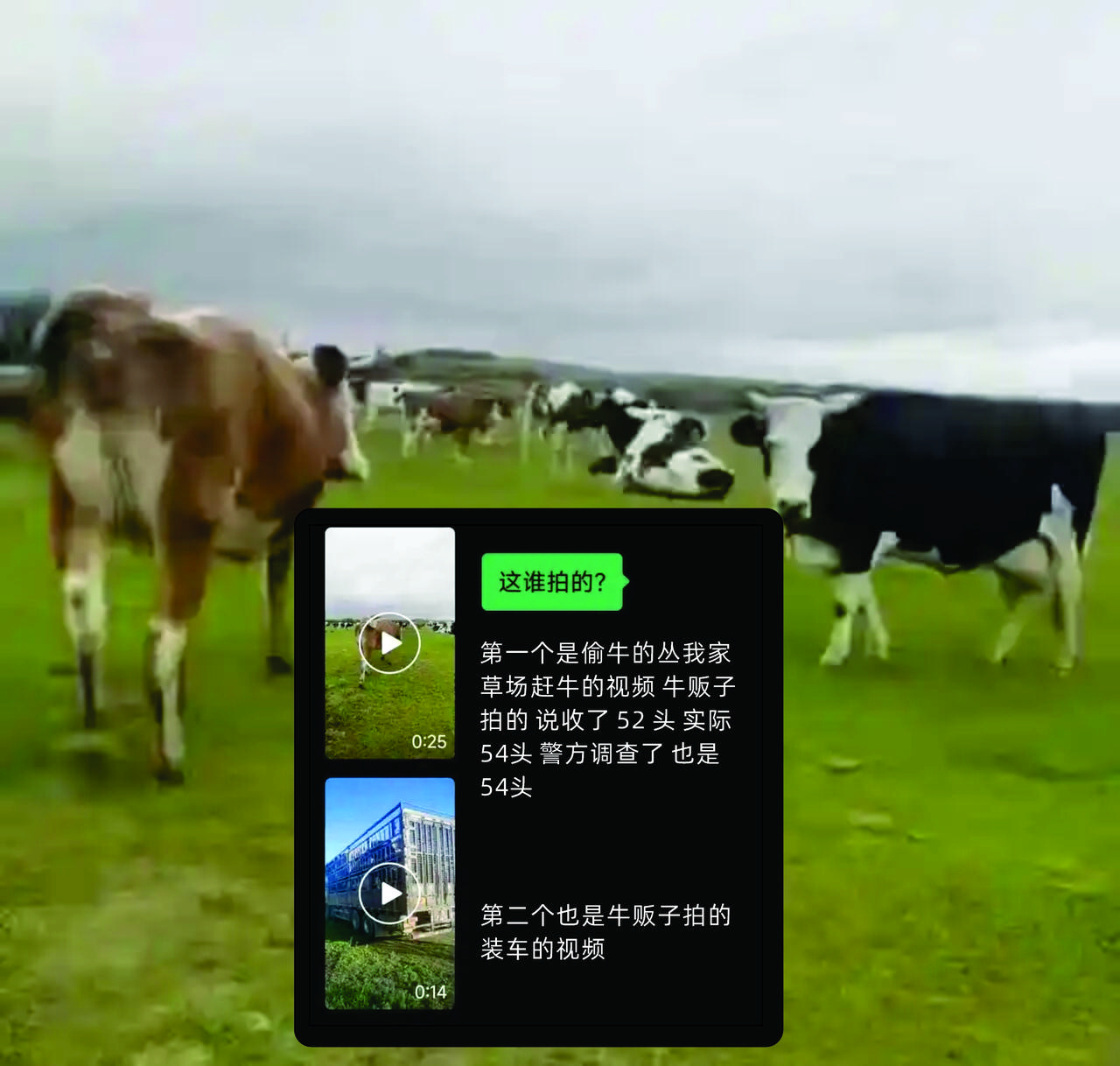 内蒙古牧场主自家草场上散养的54头牛，在光天化日下被偷。偷牛团队全程直播作案，赶