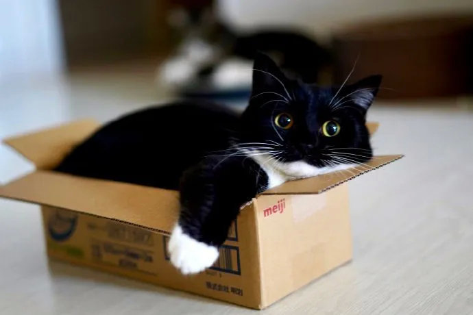 自带白手套、燕尾服的“绅士”猫咪，看上去非常优雅有礼貌呦！