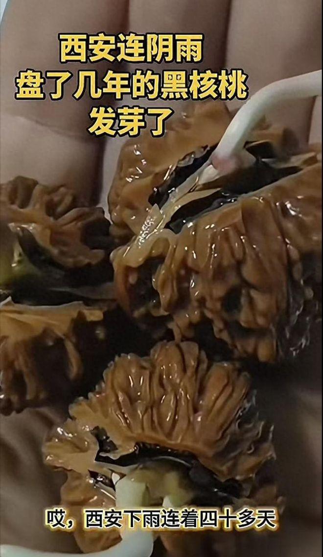 西安这场雨真是绝了！10月14日，市民张先生说盘了四年的文玩核桃发芽了，消息瞬间