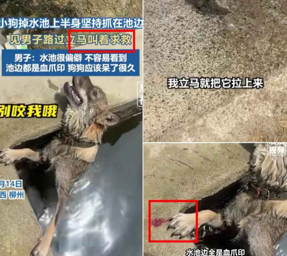 “太有灵性了！”广西乡间，一小伙正开车赶路，突然听到路边传来凄惨狗叫，停车一看，