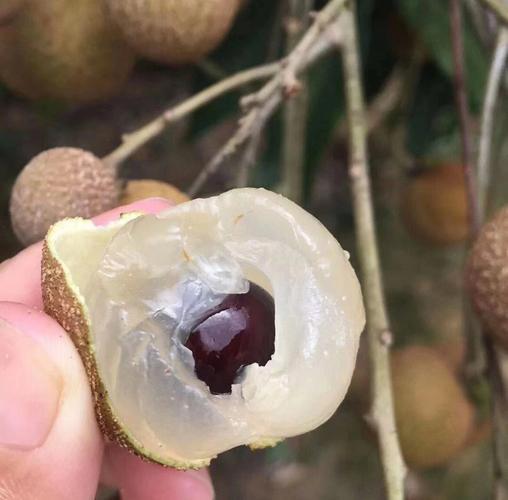 夏天水果龙眼，被广东茂名储良龙眼狠狠拿捏！吃过普通龙眼再也回不去的品种，它是地