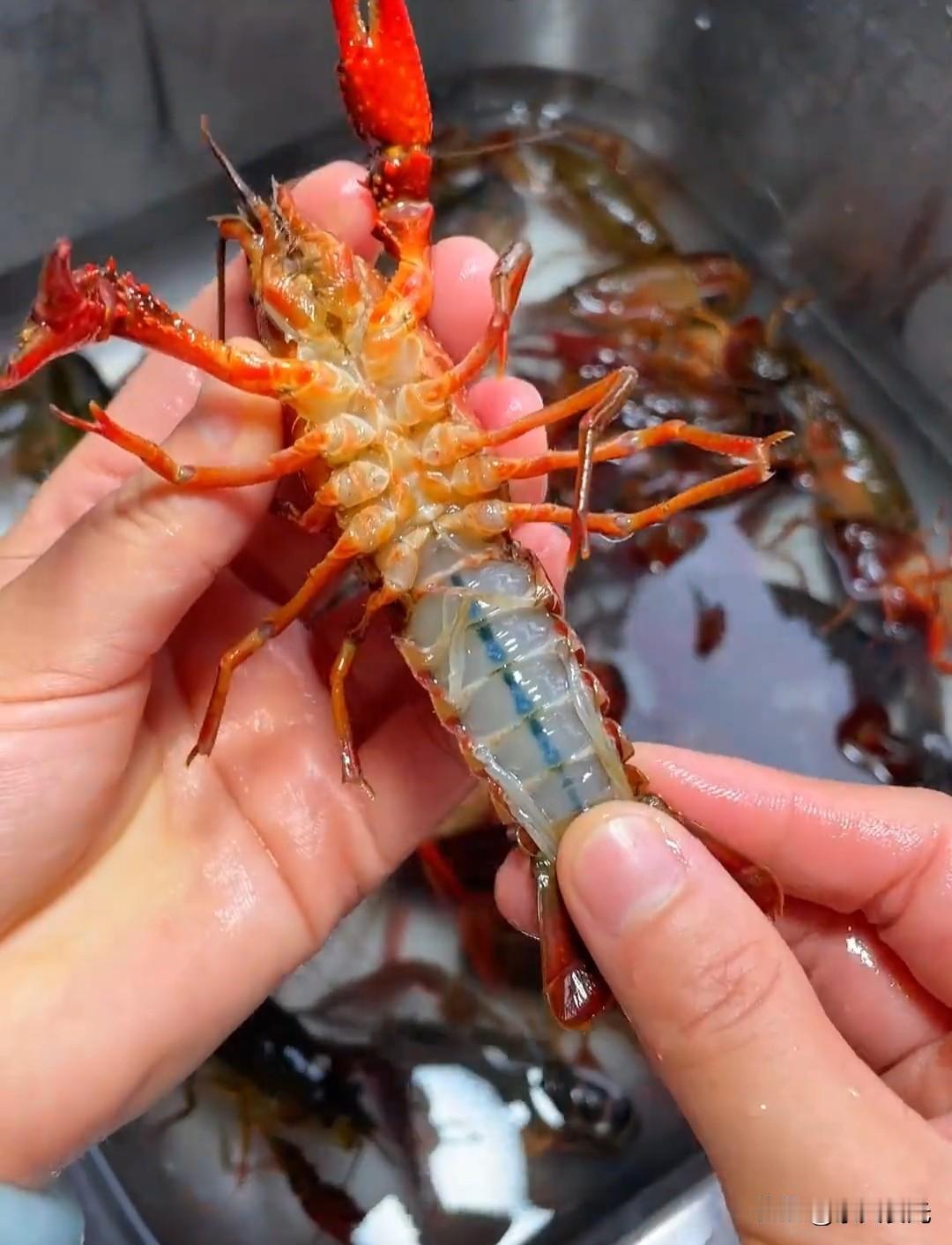 蚌埠蚂虾街30年老店！堂弟透露油爆蒜蓉虾秘诀，第一步就赢了所有人在蚌埠待过